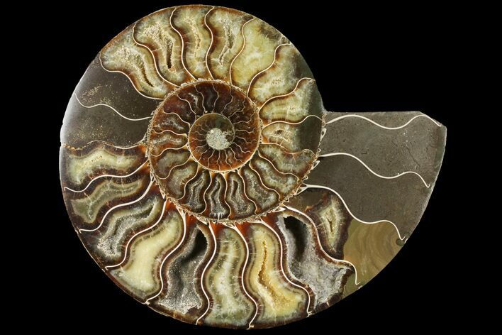 Cut Ammonite Fossil (Half) - Agatized #97763